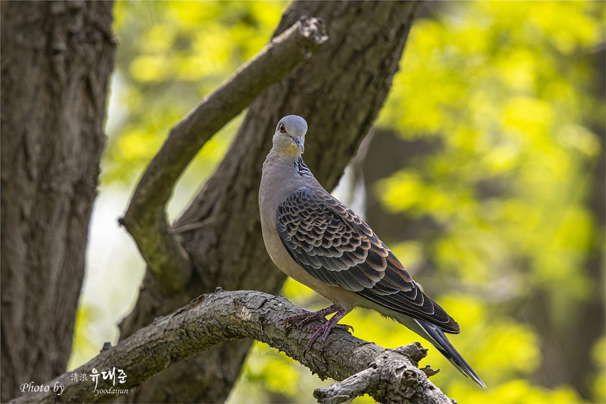 Oriental Turtle-Dove - ML635342211