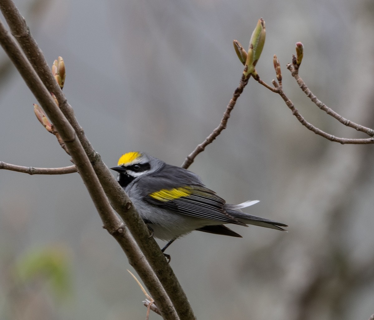 Golden-winged Warbler - ML635342243