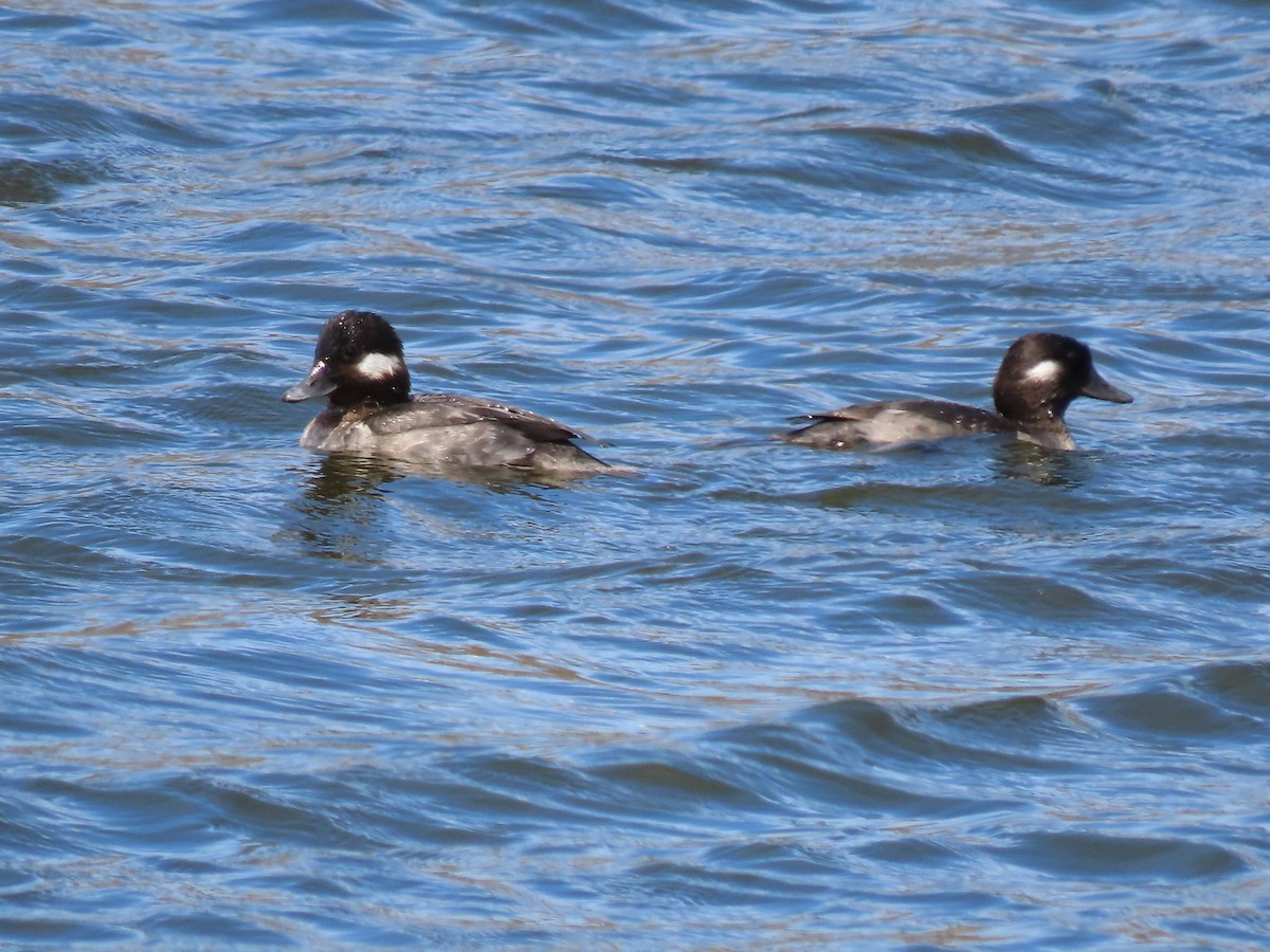 Bufflehead - ML635342250