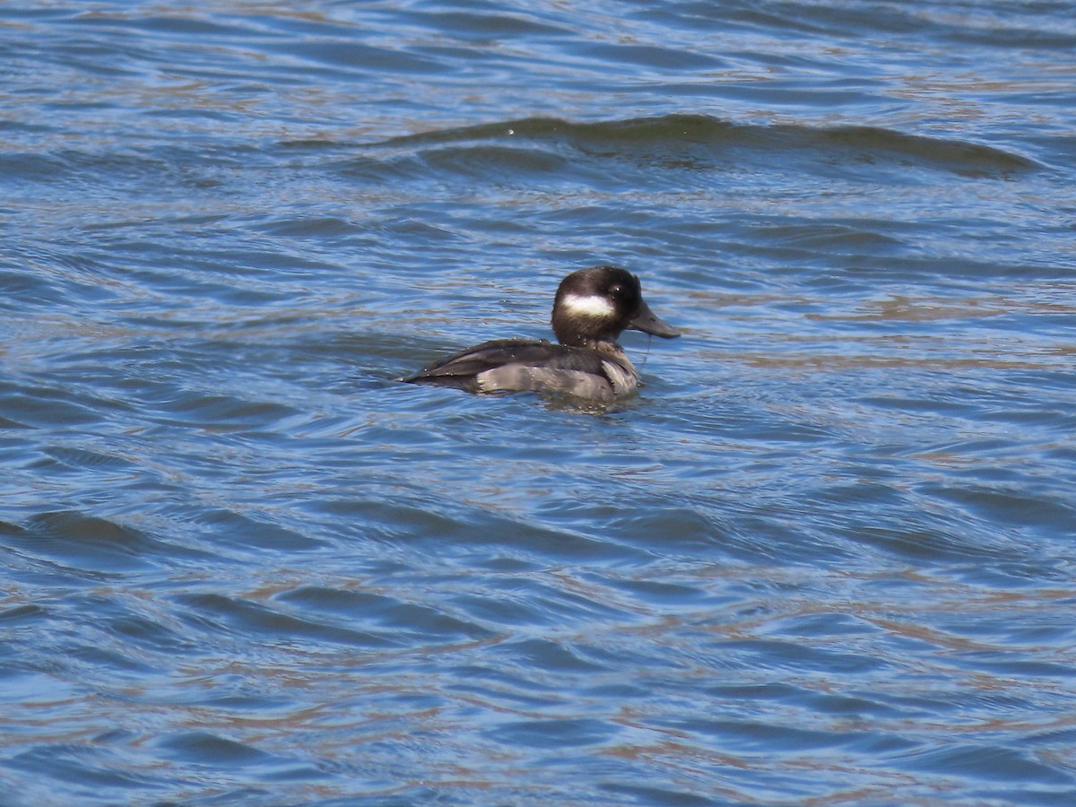 Bufflehead - ML635342252