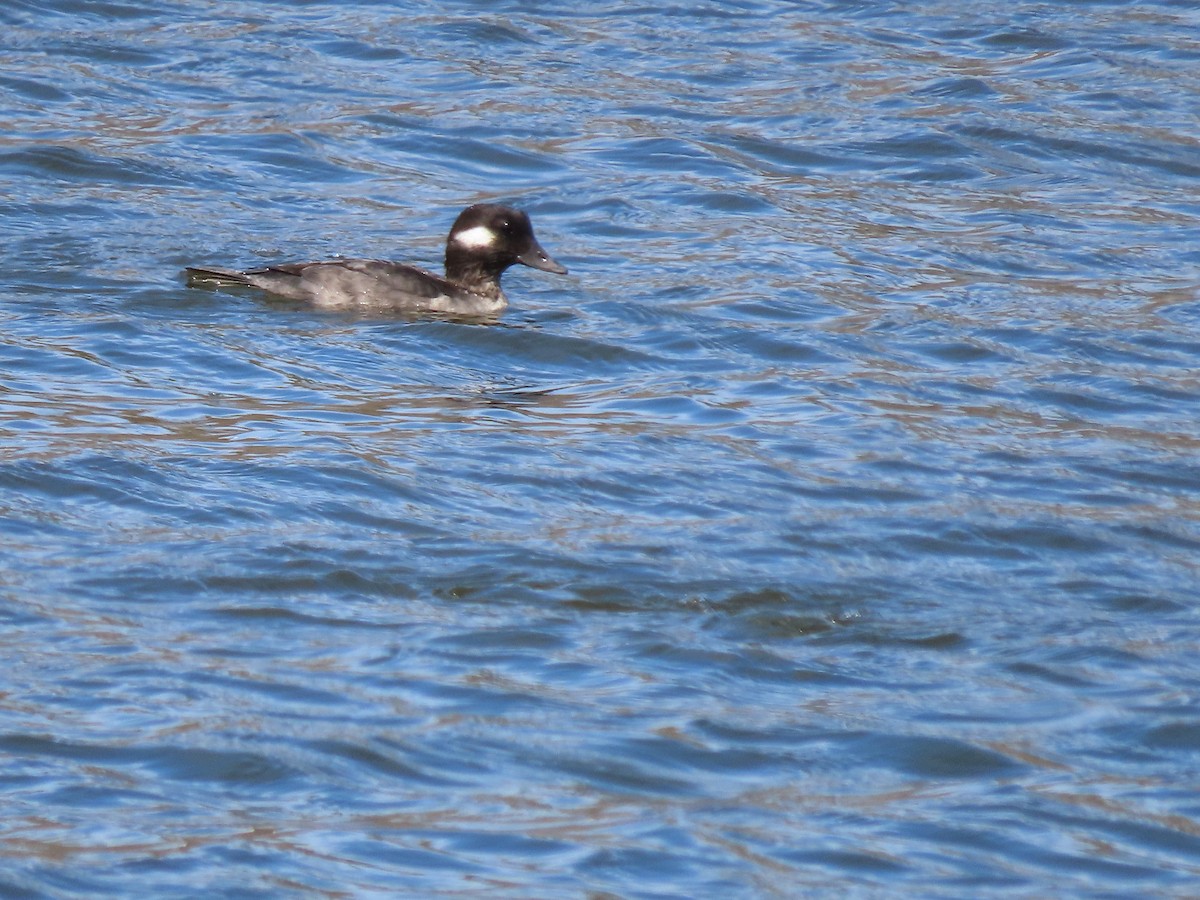 Bufflehead - ML635342253