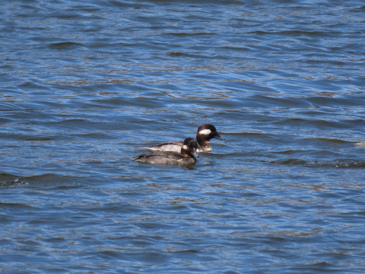 Bufflehead - ML635342254