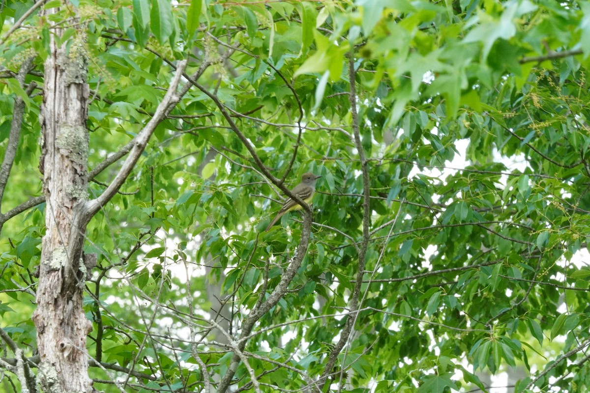 Great Crested Flycatcher - ML635342268