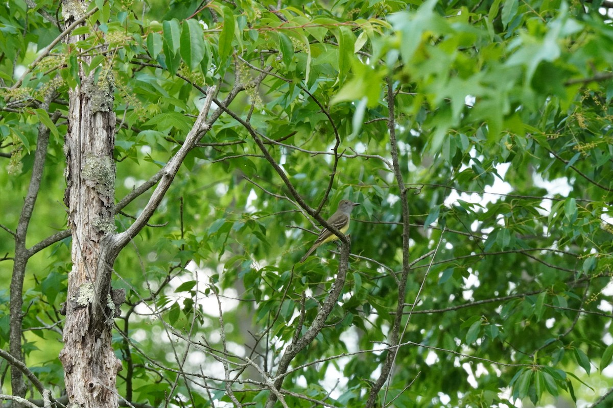 Great Crested Flycatcher - ML635342269