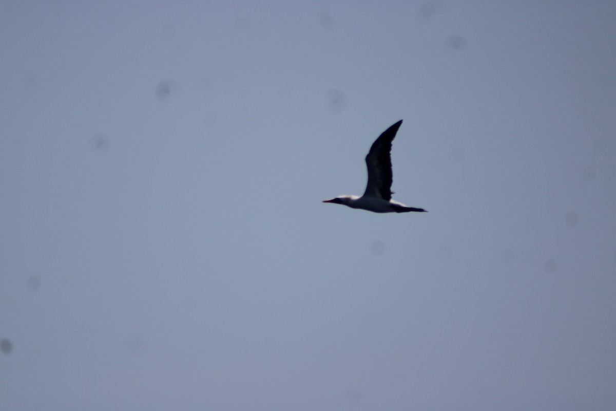 Nazca Booby - ML635342310