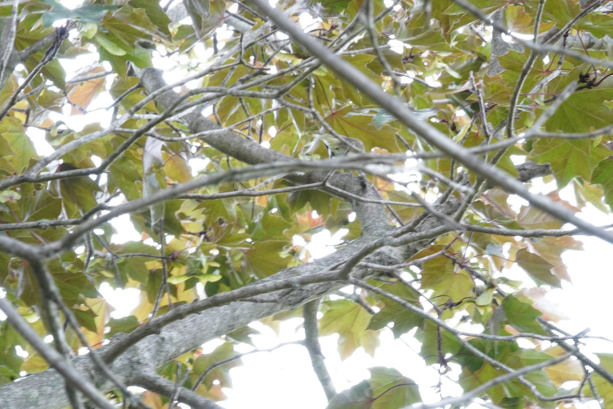 Red-eyed Vireo - ML635342311