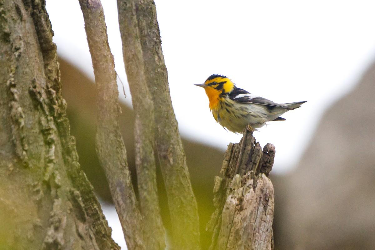 Blackburnian Warbler - ML635342312
