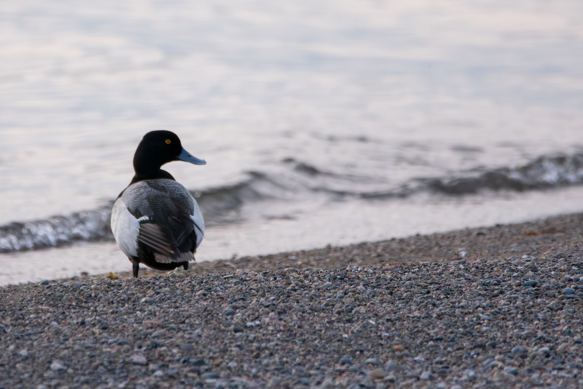 Lesser Scaup - ML635342319