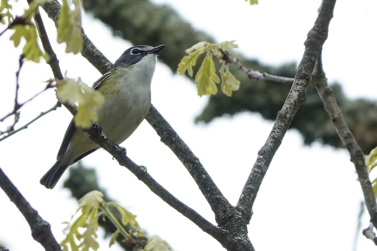 Blue-headed Vireo - ML635342410