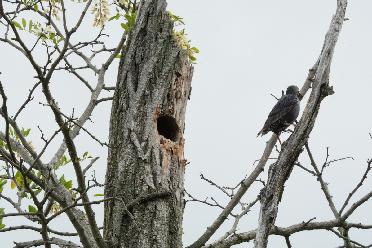 European Starling - ML635342450
