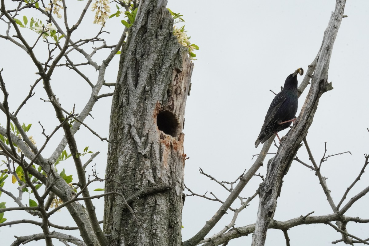 European Starling - ML635342453