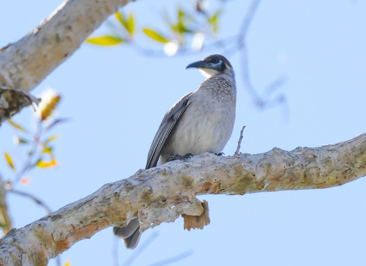 Filemón Goligualdo - ML635342459