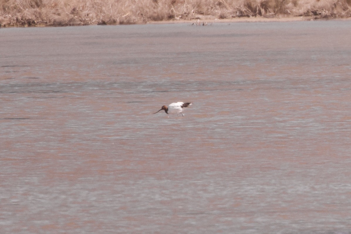 Red-necked Avocet - ML635342479