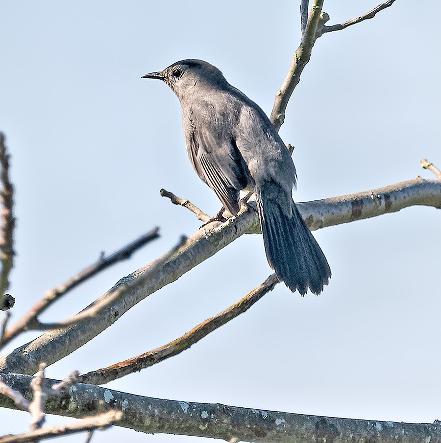 Gray Catbird - ML635342481