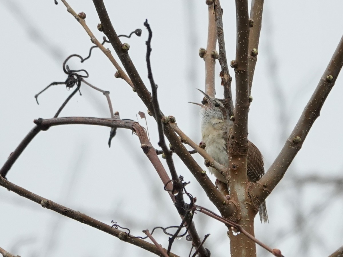 Carolina Wren - ML635342509