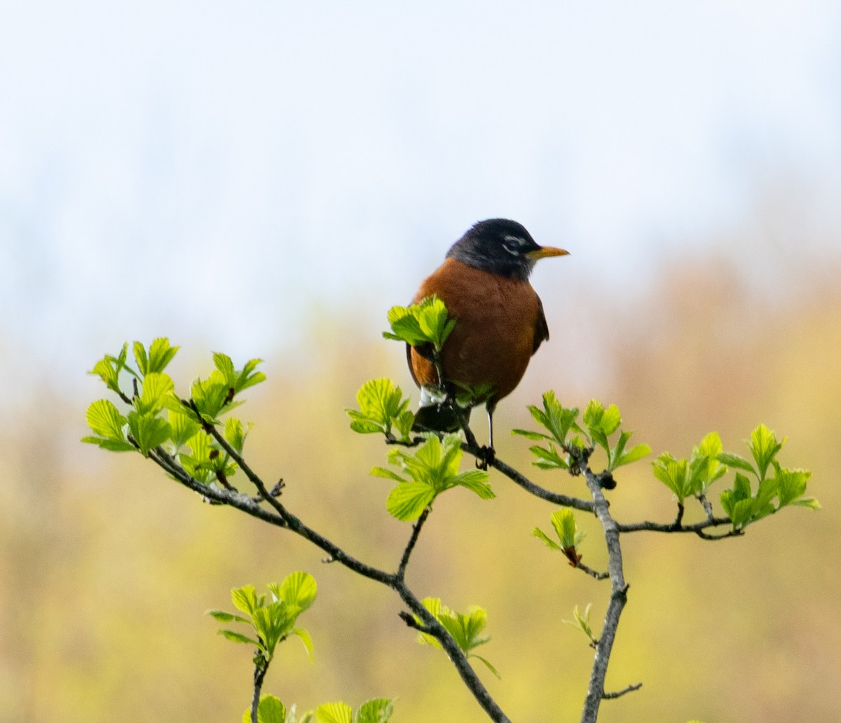 American Robin - ML635342519