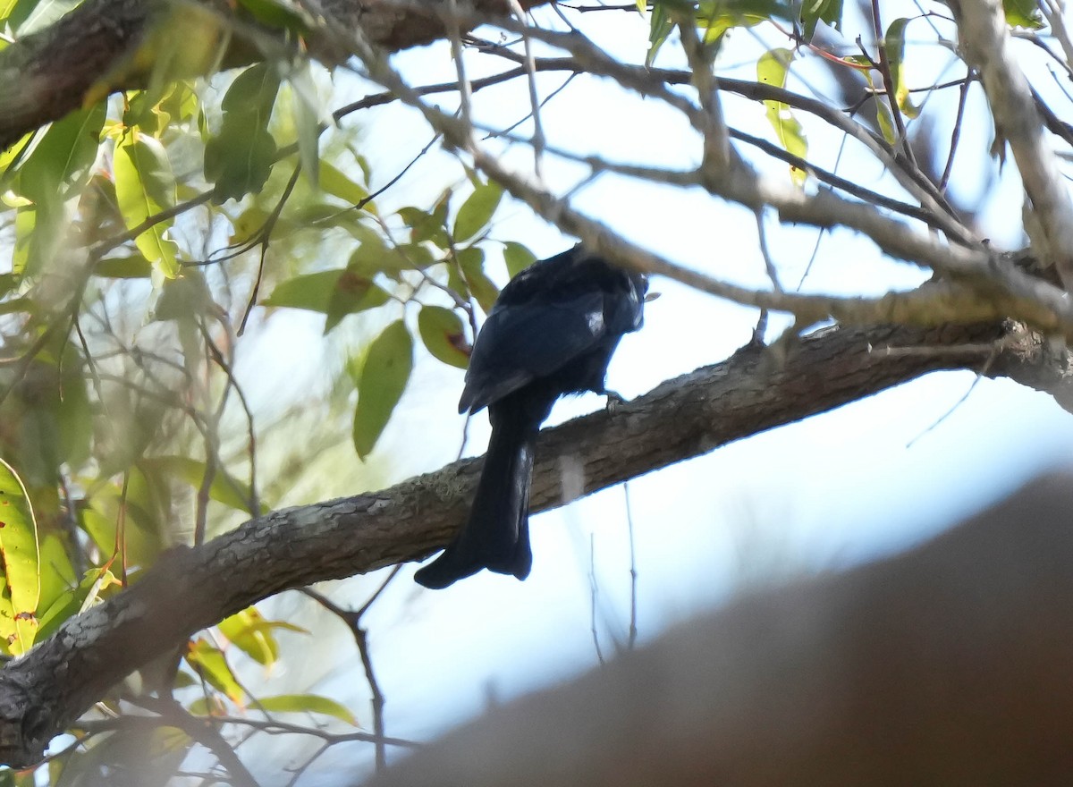 Drongo Escamoso - ML635342520