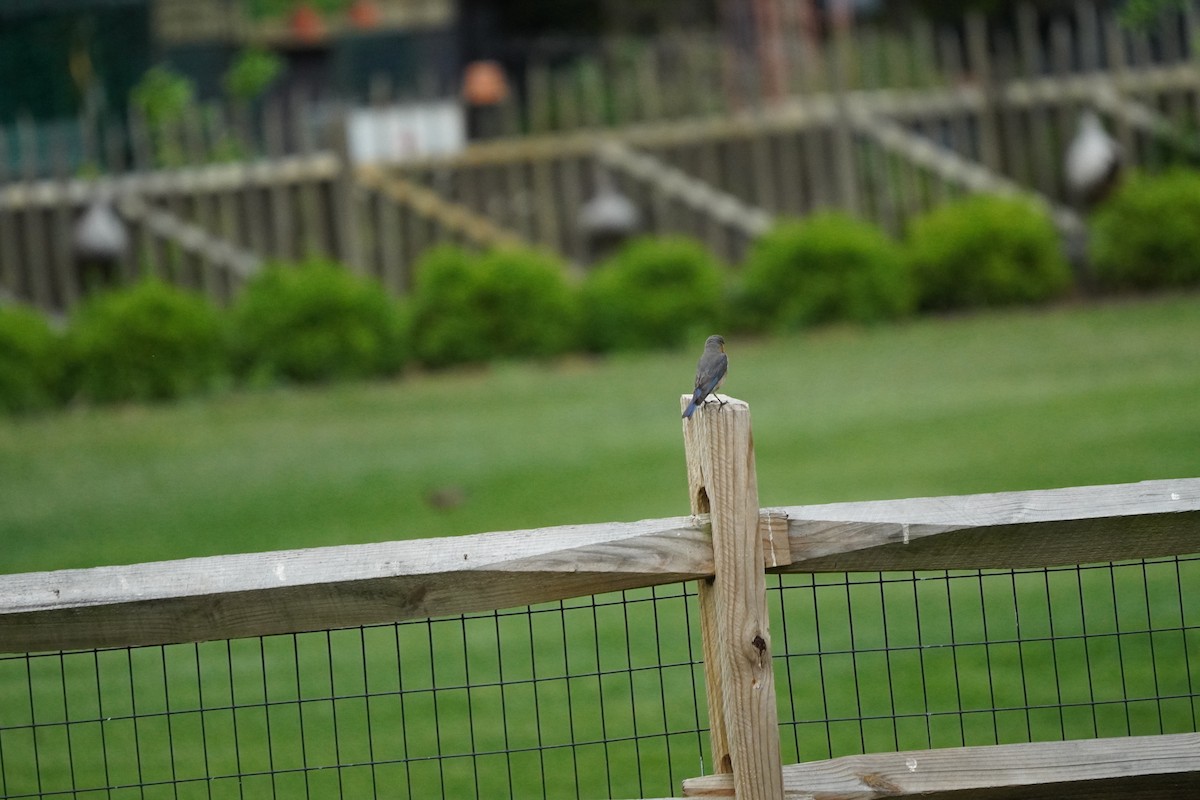 Eastern Bluebird - ML635342536