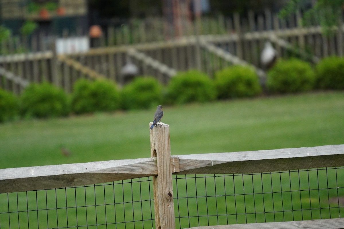 Eastern Bluebird - ML635342537