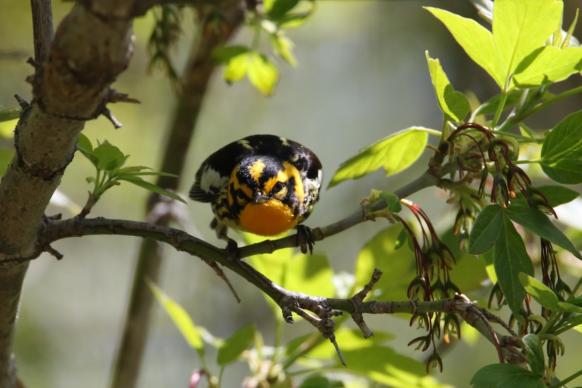 Blackburnian Warbler - ML635342597