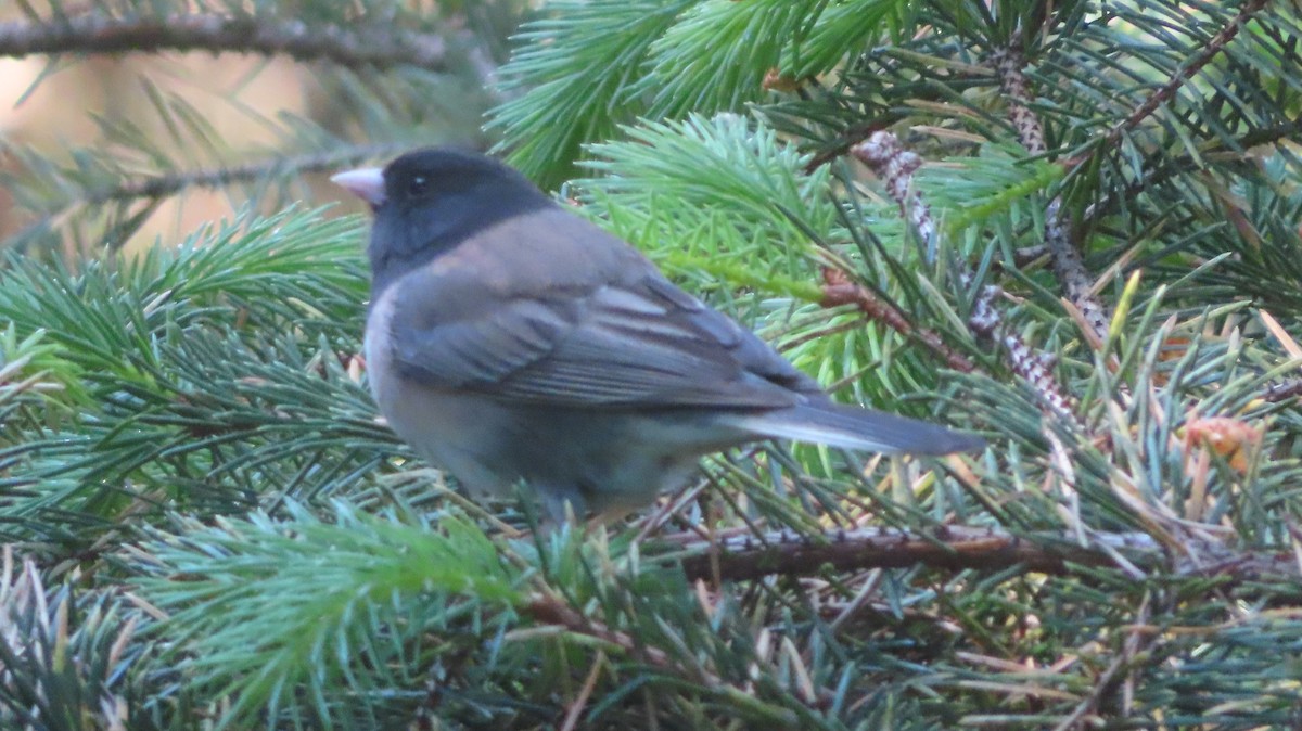 Junco ardoisé - ML635342632