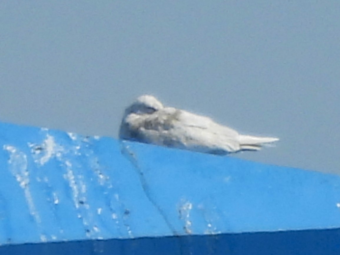 Iceland Gull - ML635342651