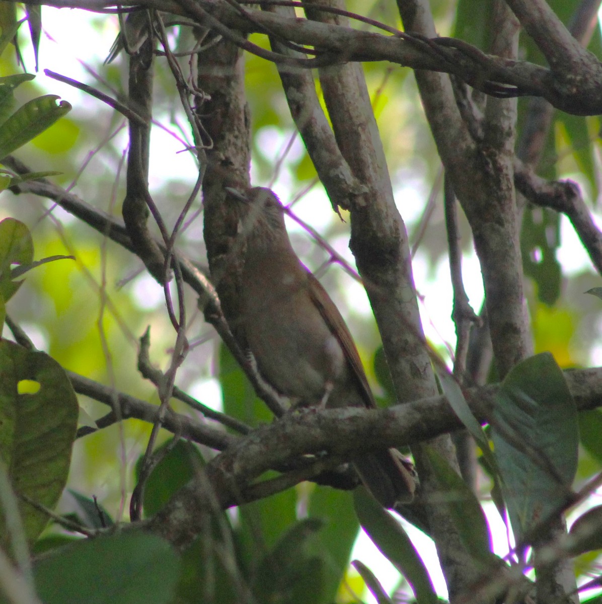 Pale-breasted Thrush - ML635342734