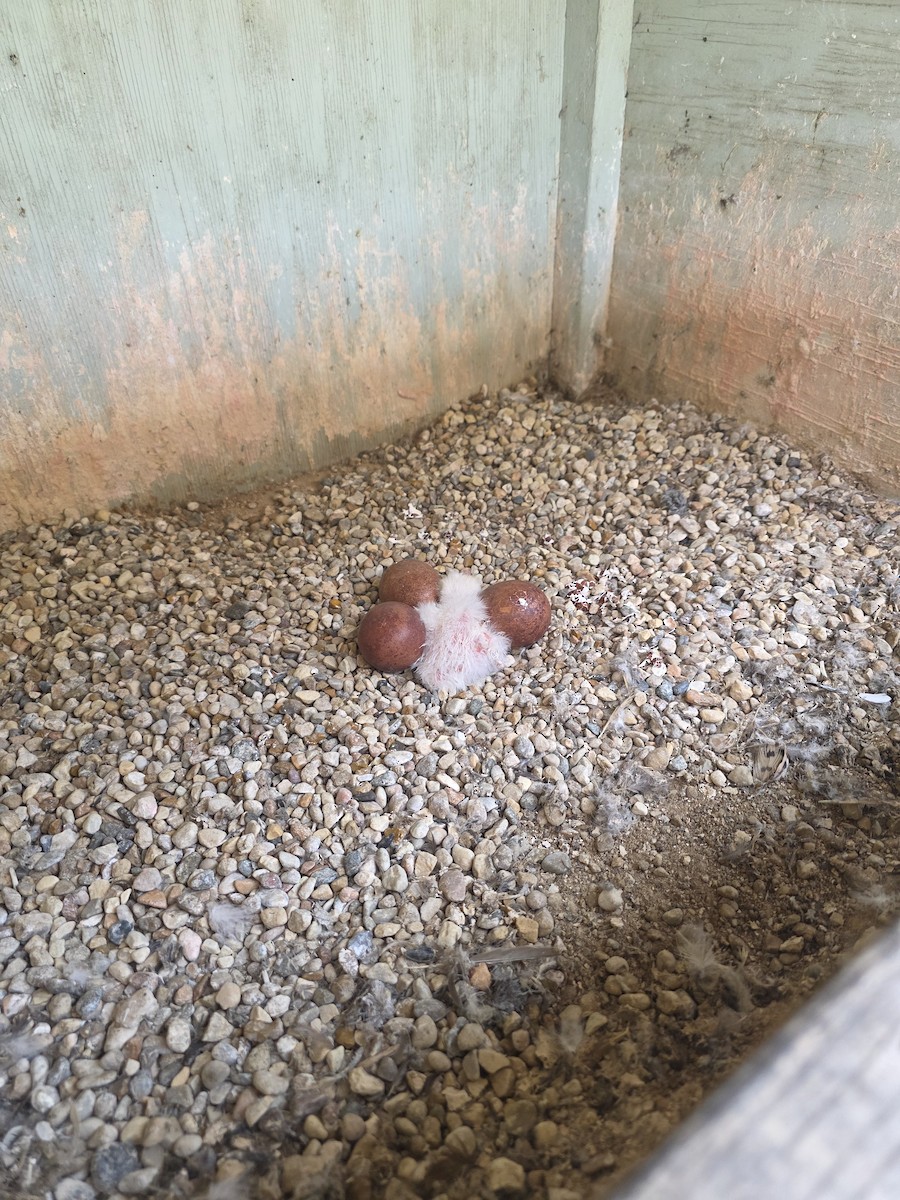 Peregrine Falcon - ML635342812