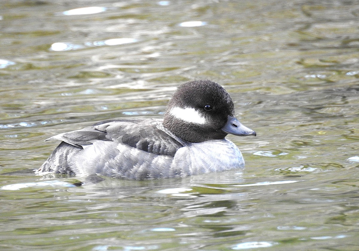 Bufflehead - ML635342828