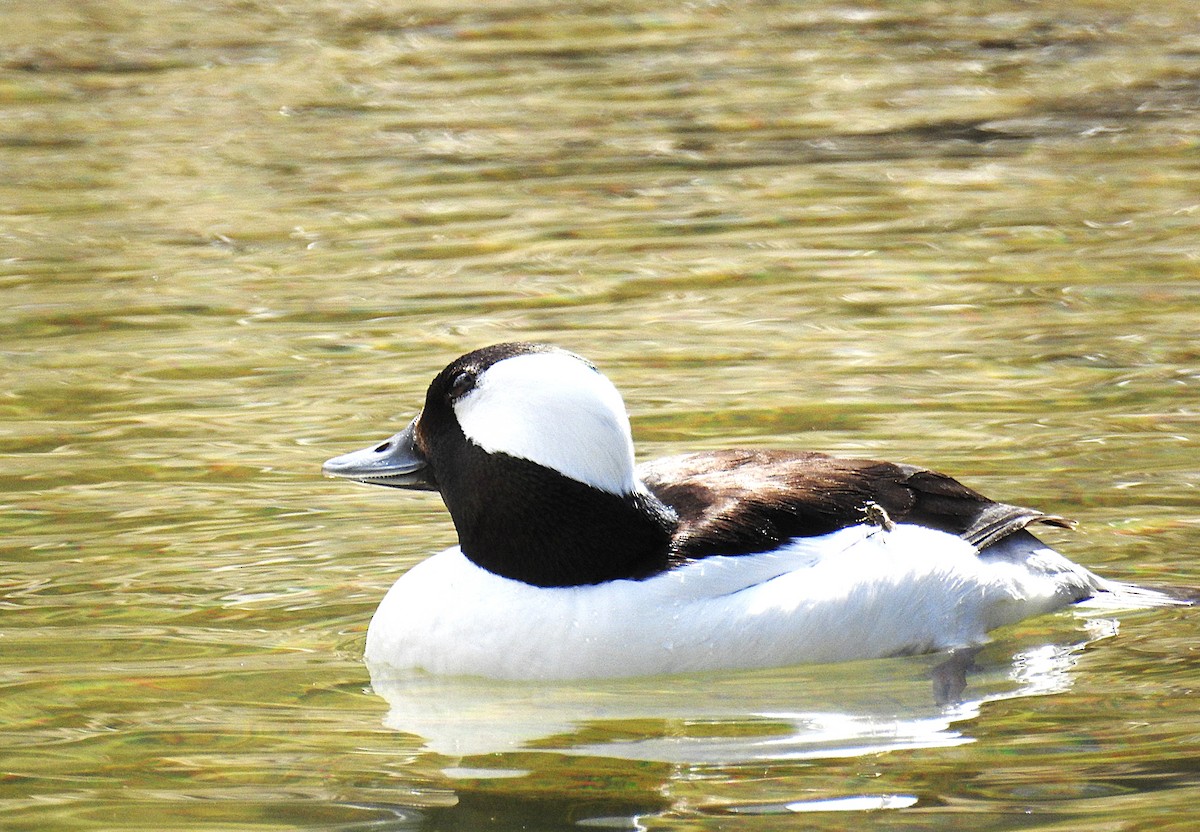 Bufflehead - ML635342830