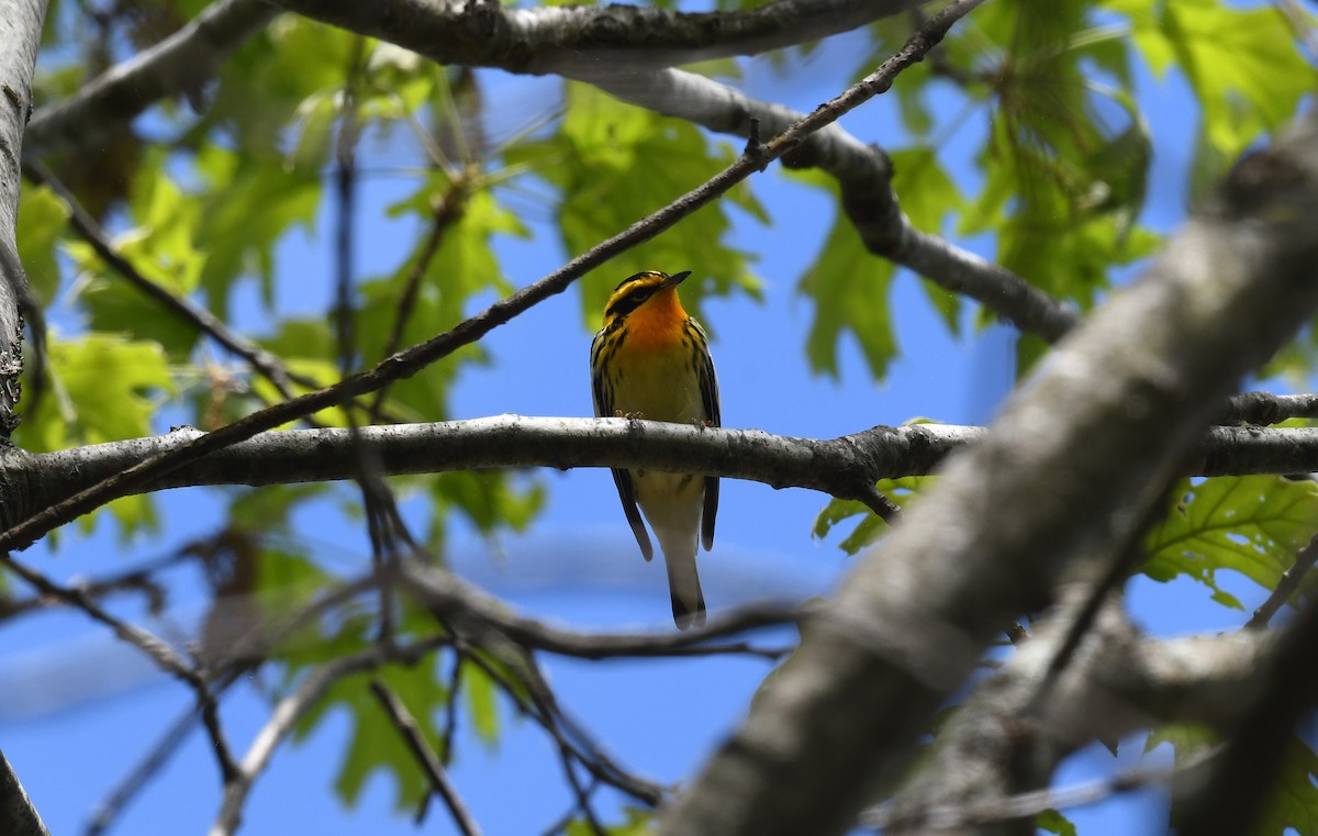 Blackburnian Warbler - ML635342874