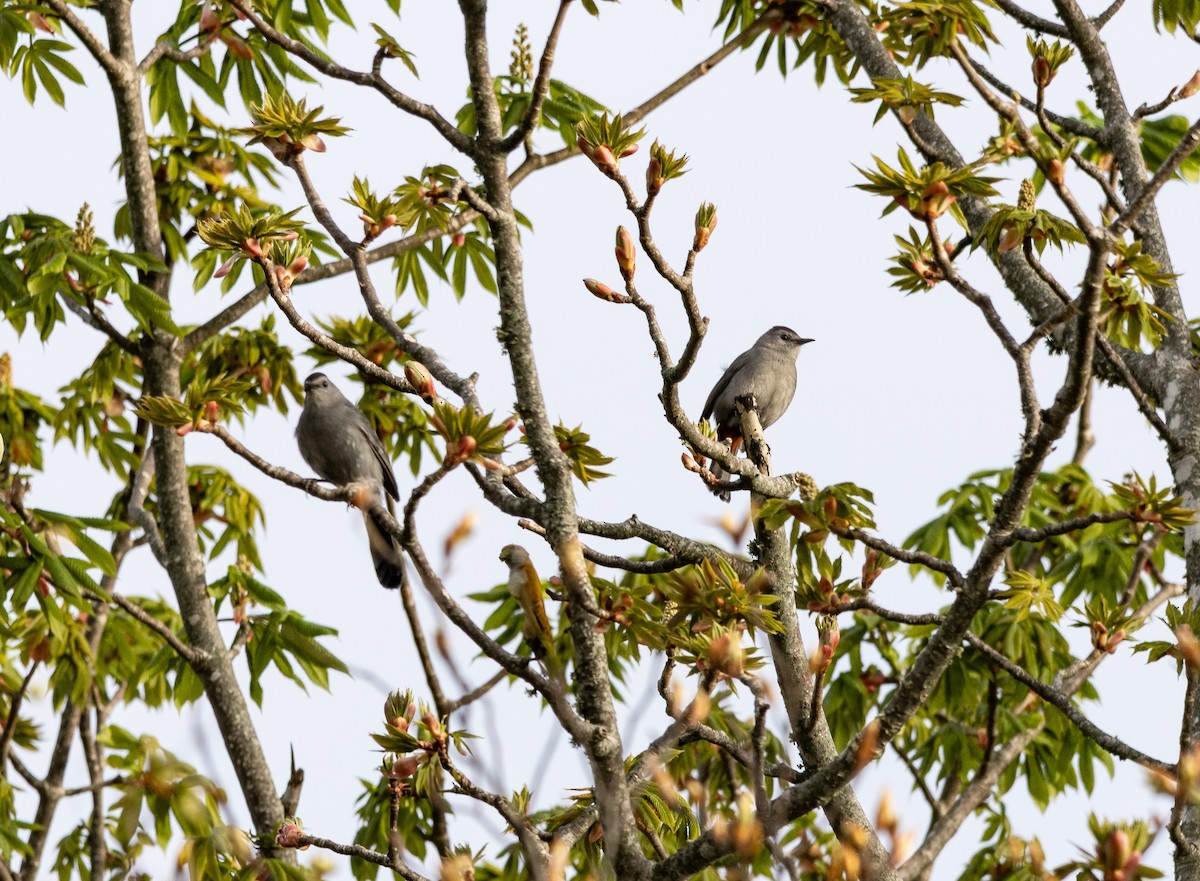 Gray Catbird - ML635342885