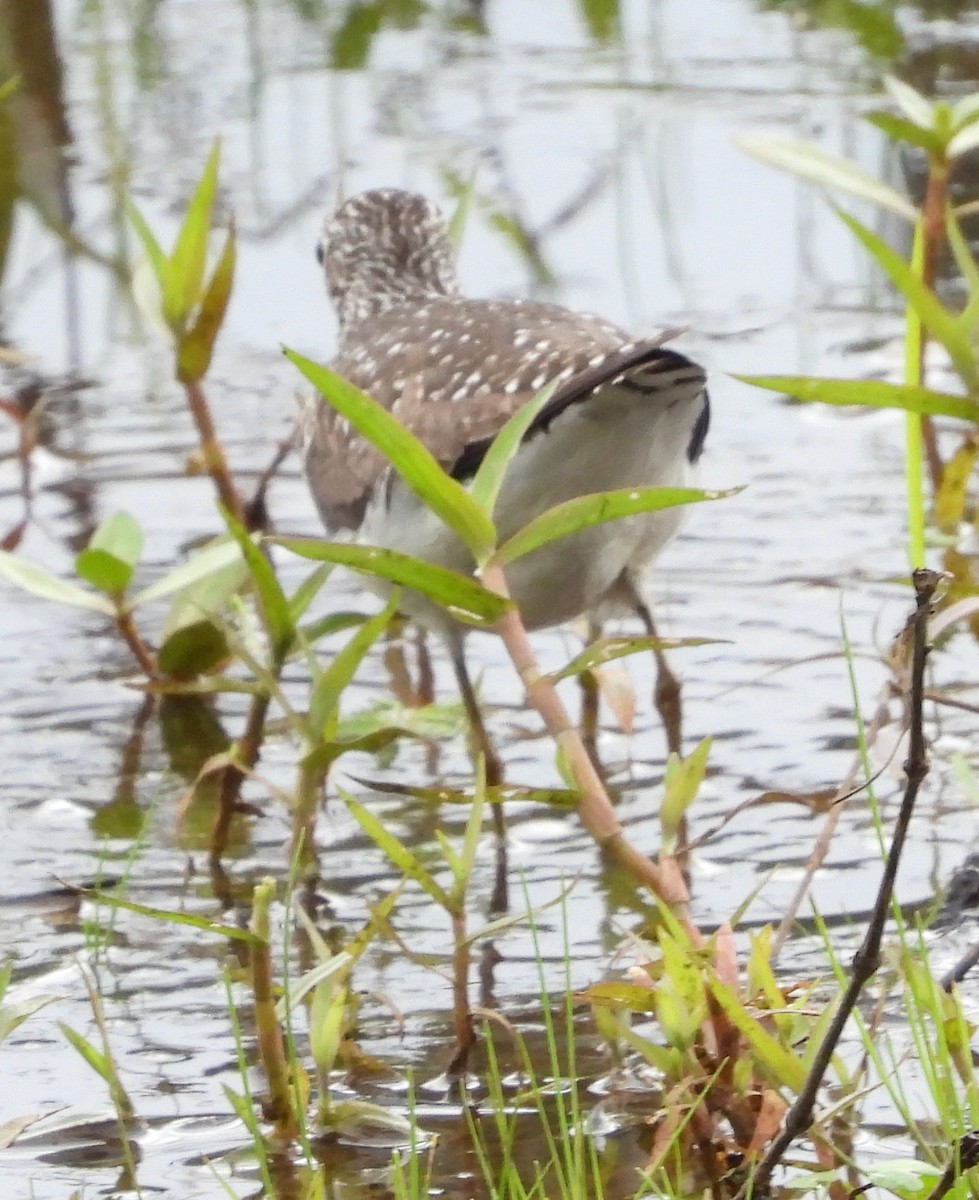 Solitary Sandpiper - ML635342886