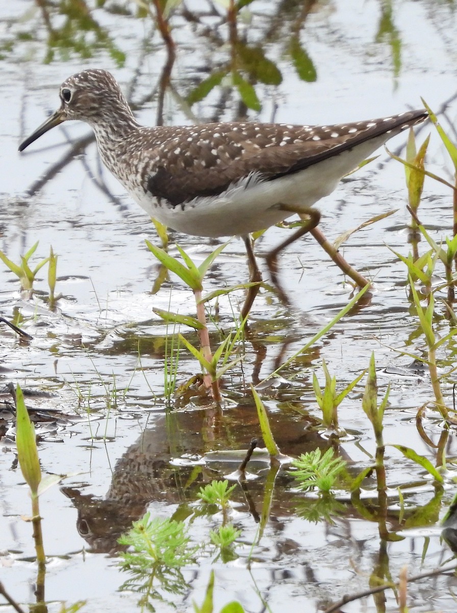 Solitary Sandpiper - ML635342888