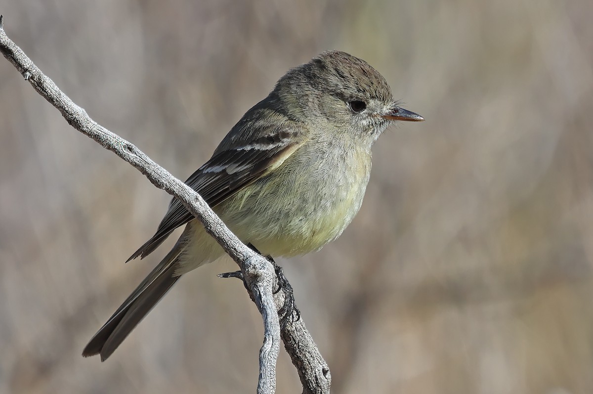 Dusky Flycatcher - ML635342914