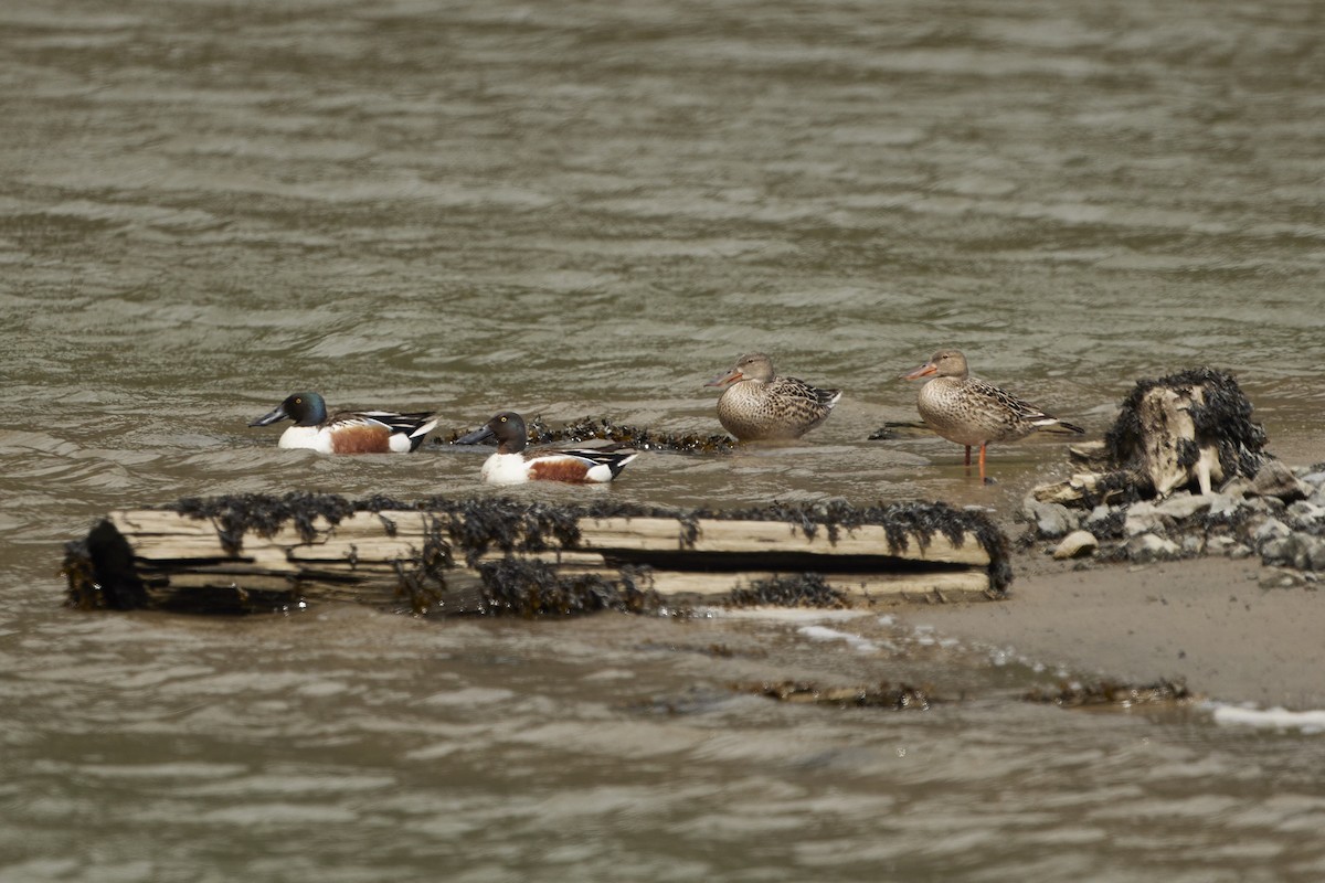 Northern Shoveler - ML635342916