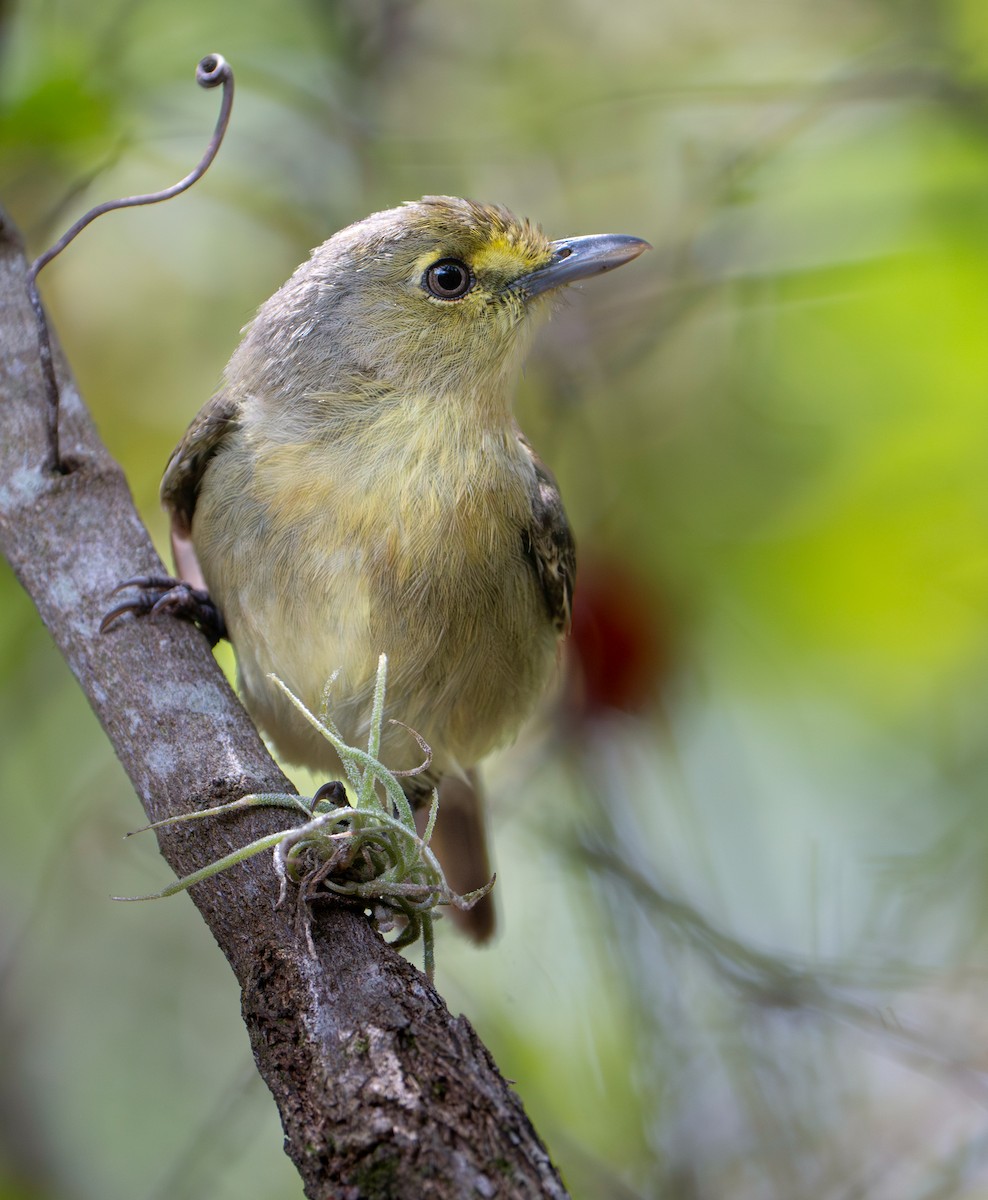 Vireo Piquigrueso - ML635342929