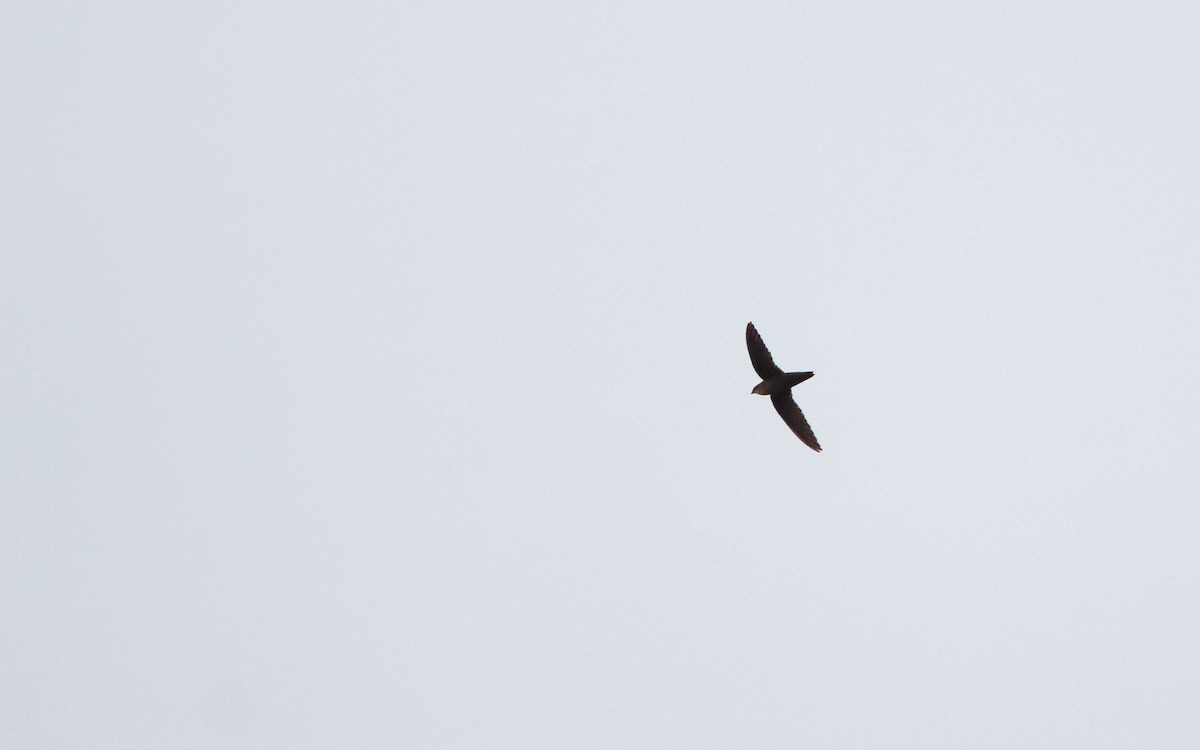 Chimney Swift - ML635342940