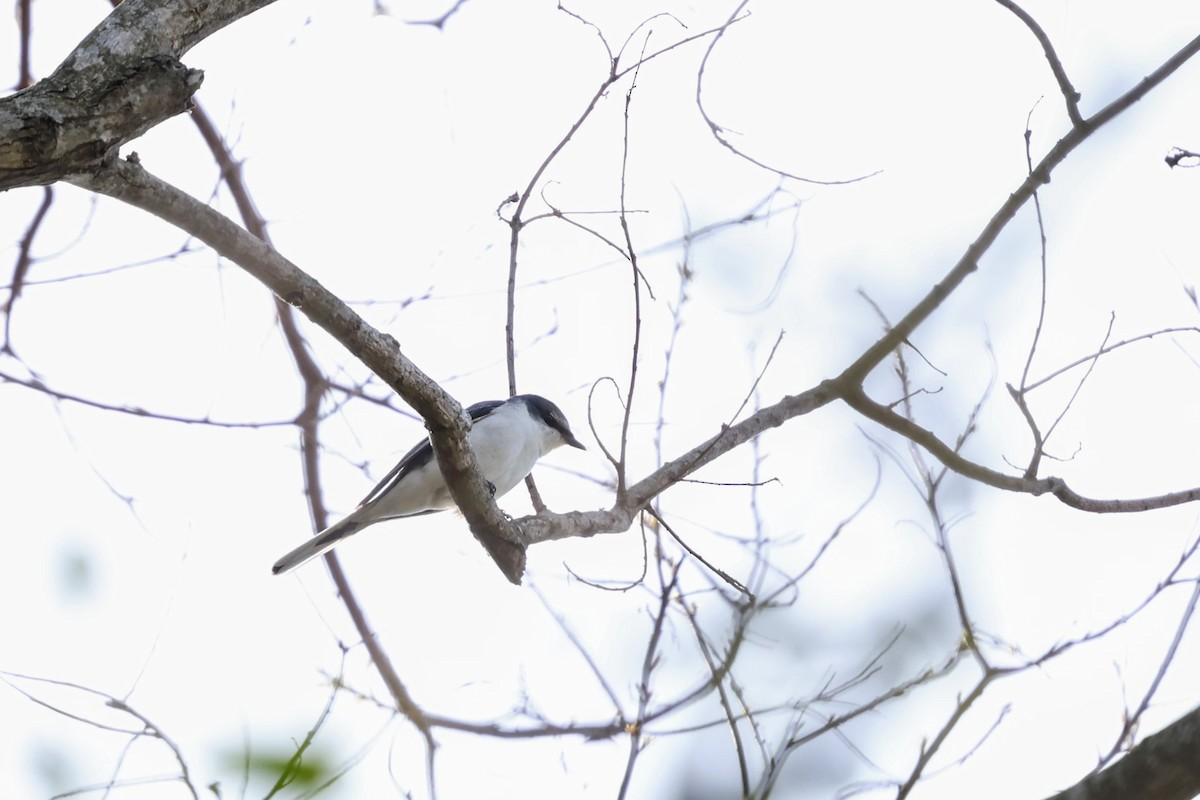 Ashy Minivet - ML635342954
