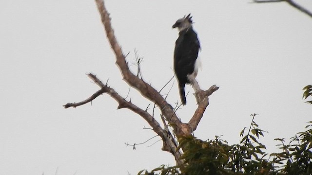 Harpy Eagle - ML635342997