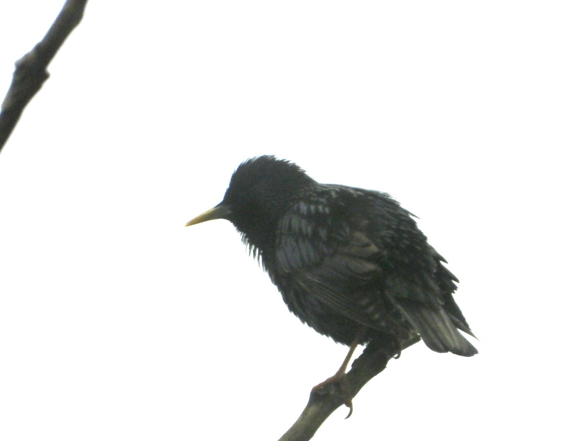 European Starling - ML635343000