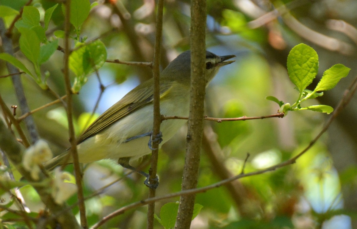 Red-eyed Vireo - ML635343021