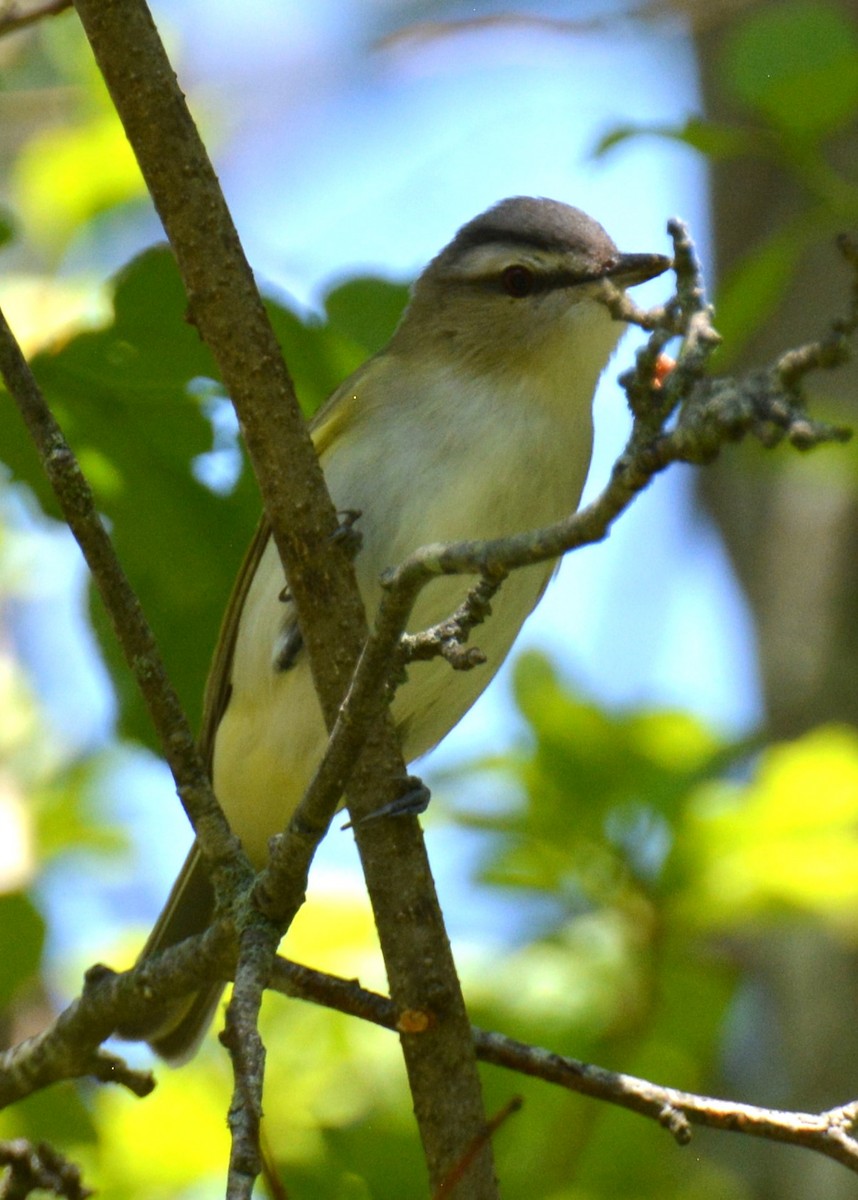 Red-eyed Vireo - ML635343026