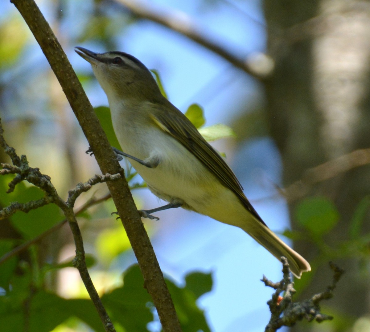 Red-eyed Vireo - ML635343028