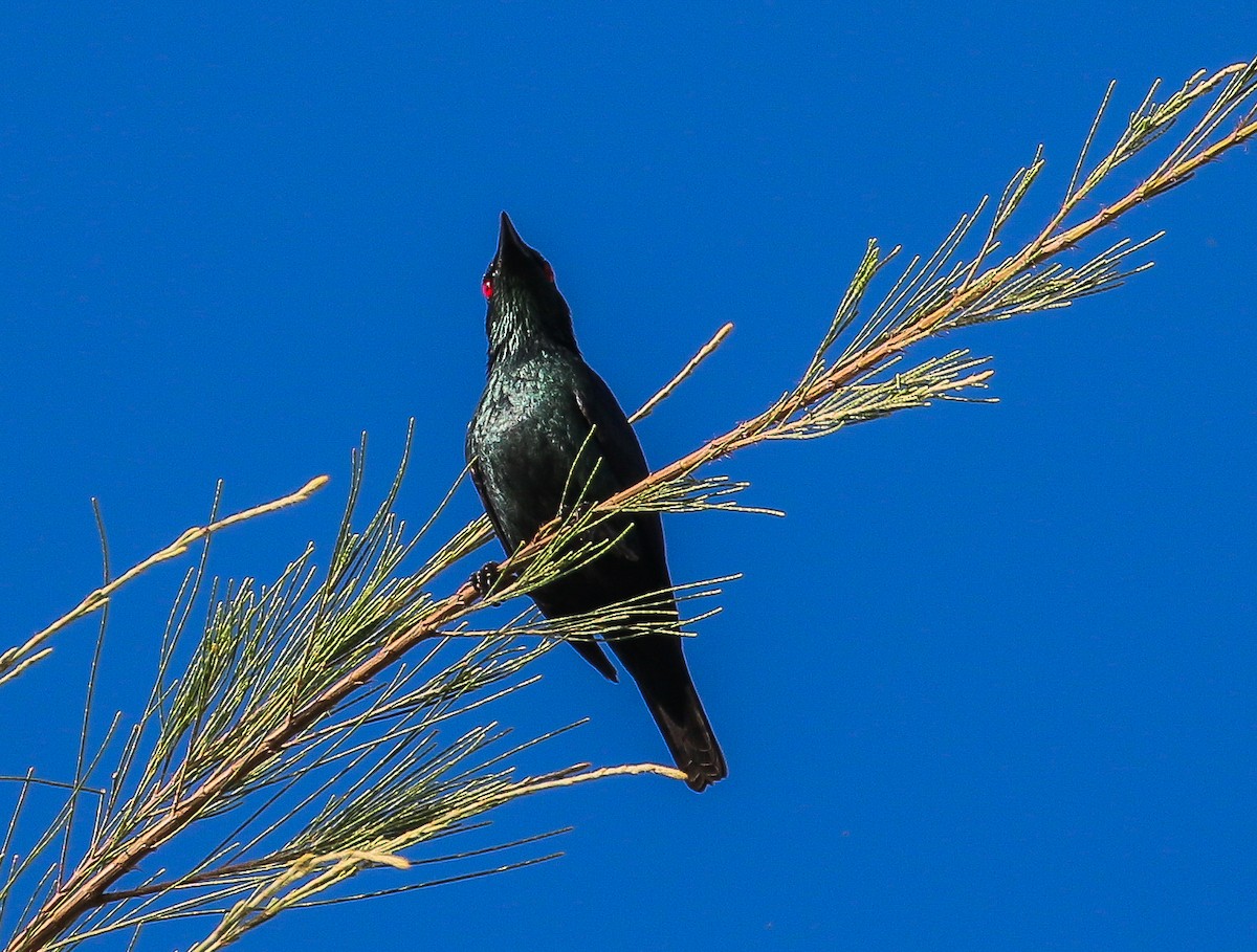 Asian Glossy Starling - ML635343037