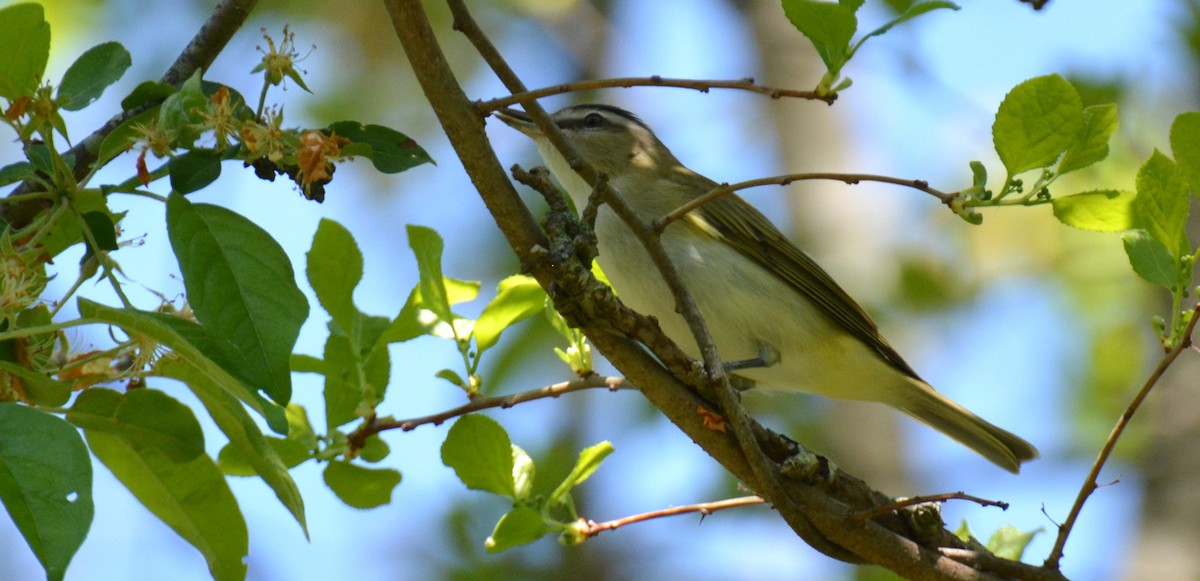 Red-eyed Vireo - ML635343038
