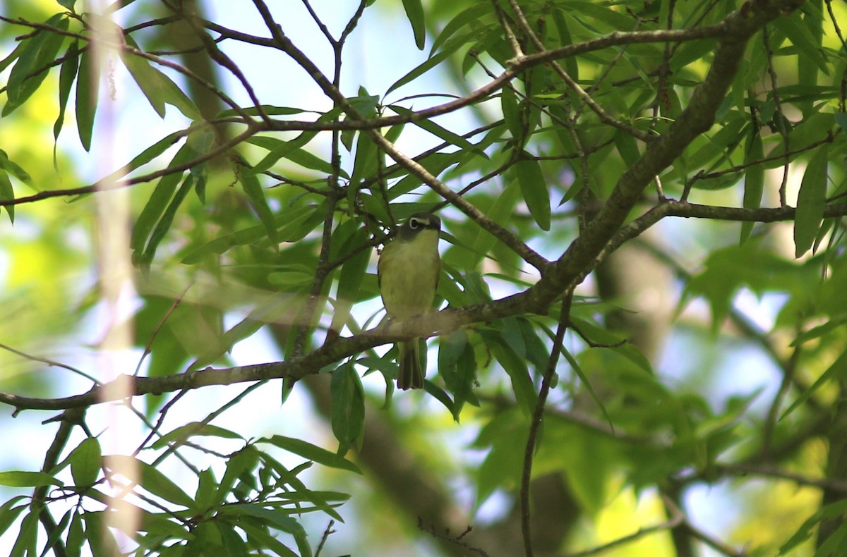 Blue-headed Vireo - ML635343040