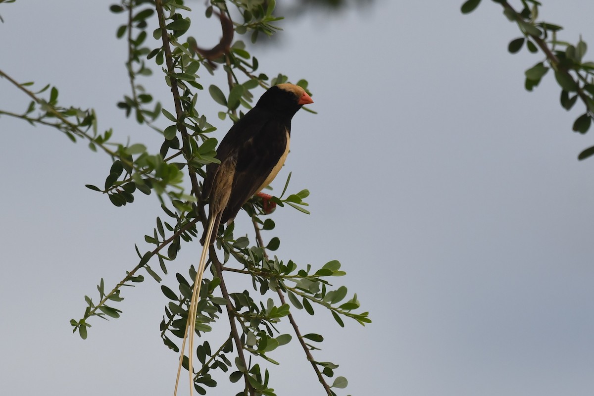 Straw-tailed Whydah - ML635343085