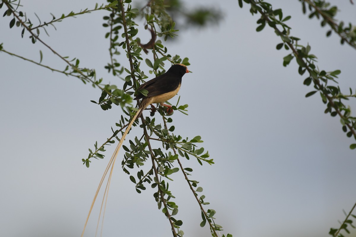 Straw-tailed Whydah - ML635343086