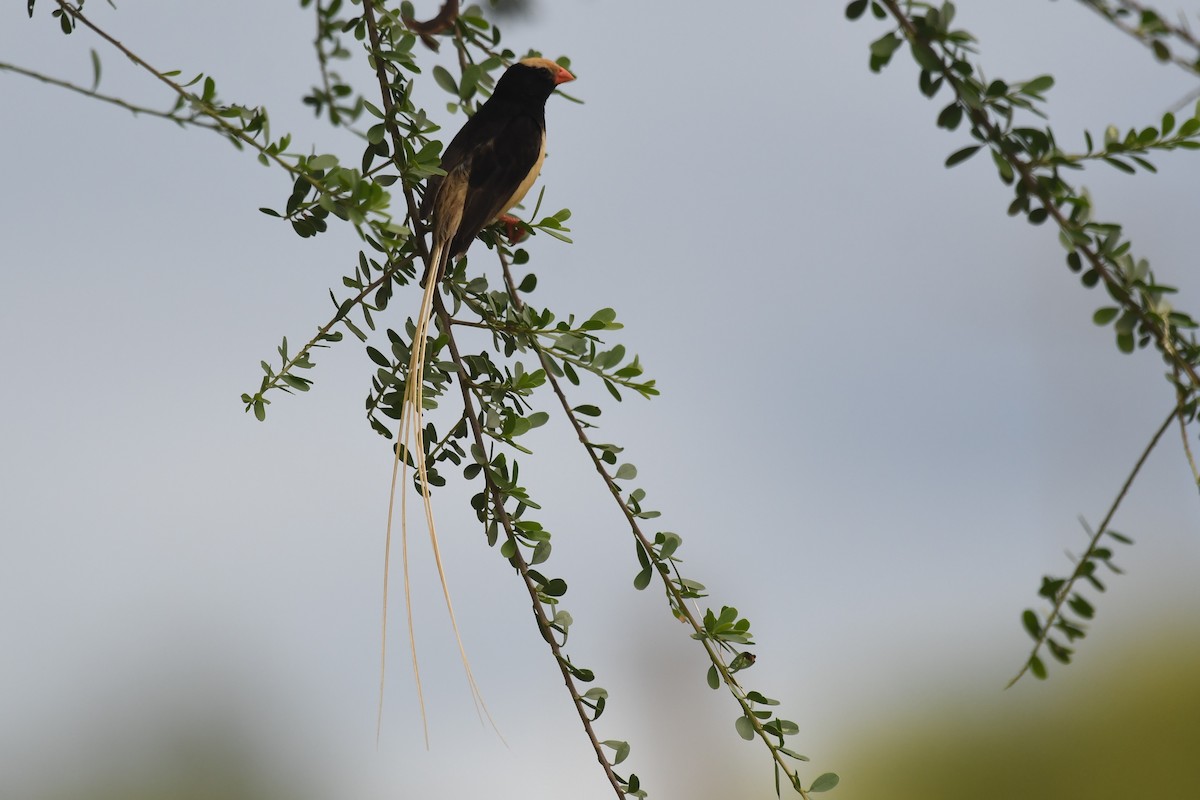 Straw-tailed Whydah - ML635343087